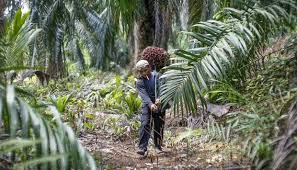 • malaysia telah mengeksport sebanyak 60 % minyak kelapa sawit ke negara china, eropah, pakistan, amerika syarikat dan india. Cpo Price In Palembang Moves Up En Tempo Co Tempo Co