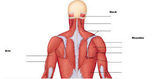 Anterior head flexes and medially rotates the arm. Posterior Neck Back And Arm Muscles Diagram Quizlet
