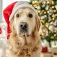 Santa Paws event image