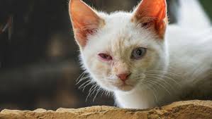 You think you can see them or maybe that is hair around the eye! Cat Conjunctivitis Things To Watch Out For Purina