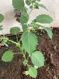Image result for Physalis angulata