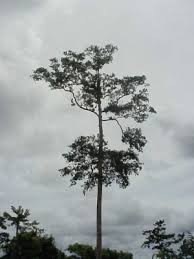 Image result for Homalium