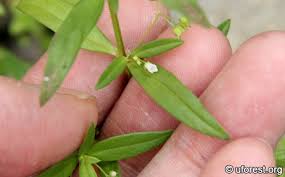 Image result for Oldenlandia corymbosa