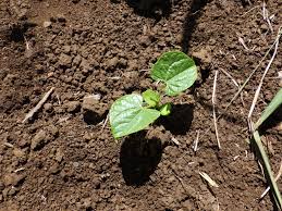 Image result for Canavalia africana