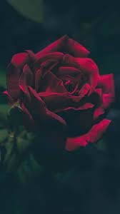 pin de maribel lira em imagenes rosas papel de parede rosas vermelhas belas rosas vermelhas