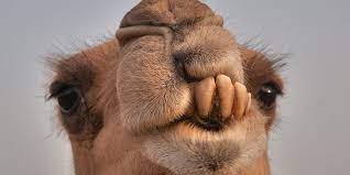 Which one i should prefer. Apache Camel 2 Calling Rest Api Dev Community