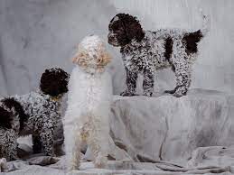 Lagotto Puppies Puppies For Sale Lagotto Romagnolo Puppy Puppies