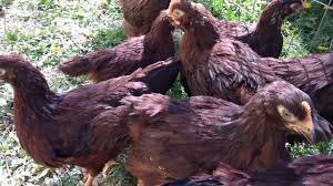 Rhode island red rooster/hen is a kind of homemade chicken that breed in america. Rhode Island Reds 7 Week Update Youtube