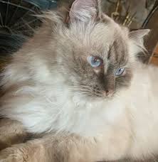 Chocolate point ragdoll cat подробнее. Fritz The Chocolate Lynx Point Ragdolls