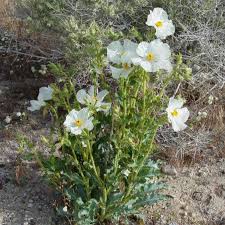 Image result for Argemone