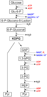 Entner Doudoroff Pathway Wikipedia