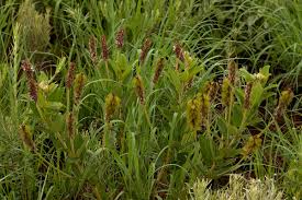 Image result for Eriosema buchananii