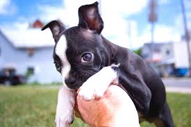 You will definitely not be disappointed with this boy. Boston Terrier Teething Stages When Do They Stop Teething