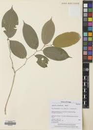 Image result for Afrostyrax