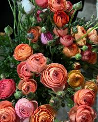 Image result for Ranunculus raeae