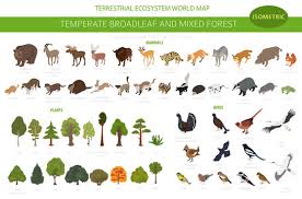 Thailand baptist missionary fellowship (est. Temperate Broadleaf Forest And Mixed Forest Biome Terrestrial Ecosystem World Map Animals Birds And Plants Set 3d Isometric Graphic Design Stock Vektorgrafik Adobe Stock