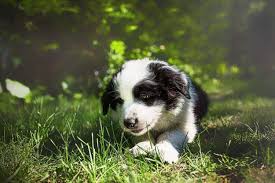 25 kwietnia obchodzimy międzynarodowy dzień psa ratowniczego. Dzien Psa 2020 Zabrzanie Chwala Sie Swoimi Pupilami Zobaczcie Zdjecia Zabrze Nasze Miasto