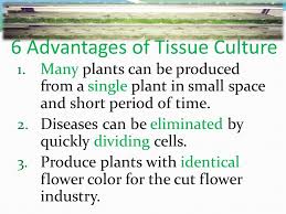 Maybe you would like to learn more about one of these? What Are The Advantages Of Plant Tissue Culture