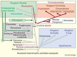 Chloroplast Evolution Secondary Symbiogenesis And Multiple Losses Current Biology