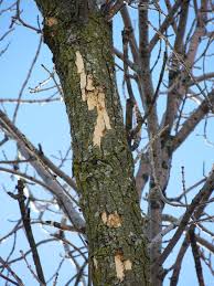 Browse 1,940 ash tree stock photos and images available, or search for mountain ash tree or ash tree leaves to find more great stock photos and pictures. Woodpeckers Point To Possible Eab Infestation In Ash Trees Wxpr