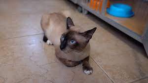 Kucing ini berasal dari persilangan kucing persia dan kucing siam yang. Akhirnya Punya Kucing Siam Lagi Youtube