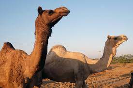 Compared to the 600 million metric tons of narrator: You Won T Believe Camel Milk Cost Around Rs 3000 Litre And Yes People Are Consuming It