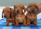 Dachshund Puppies for Sale - Adoptapet