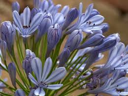 Image result for Tulbaghia alliacea
