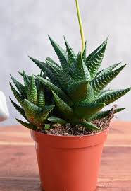 Image result for Haworthia limifolia