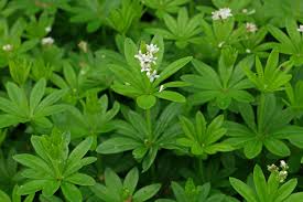 Image result for Galium