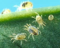 Common Garden Pests Diseases Spider Mites Common Garden Plants Mites