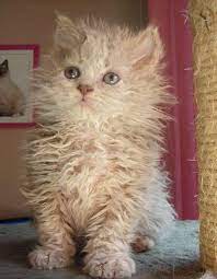 8 Unique Curly Haired Cat Breeds That Suitable For Family S Pet Kitten Adoption Selkirk Rex Kitten Cats