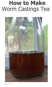 Check spelling or type a new query. How To Make Worm Castings Tea Simple Fertilizer For Succulents