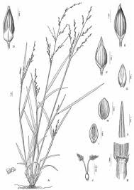 Image result for Panicum trichonode