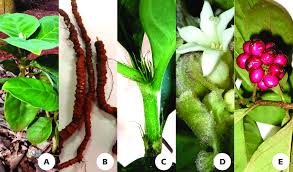 Ipecac definition ipecac is a medicine commonly used to induce vomiting in cases of accidental poisoning. Psychotria Ipecacuanha A Habit B Rooted Roots Of Ipecac C Download Scientific Diagram