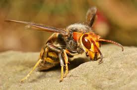 Big Black Bug That Looks Like A Wasp Asian Giant Hornet Asian Giant Hornet Hornet Japanese Giant Hornet
