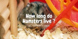 This can vary between hamsters. How Long Do Hamsters Live A Guide To Hamster Lifespan Littlefurrypets