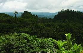 Hutan Indonesia Kinam Papua West Papua Indonesia Landscape
