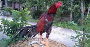 Menurut perkiraan, ada sekitar 24 miliar ayam di seluruh dunia. 11 Gambar Ayam Bangkok Berkelas Paling Dicari Pecinta Unggas