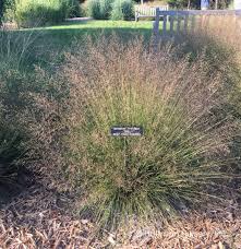 Image result for Sporobolus festivus