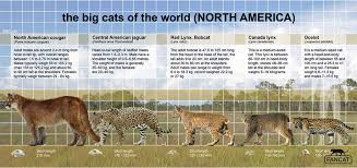 The Largest Cats Of The North America Fancat By Bigfancat On Deviantart North America Large Cats Cats