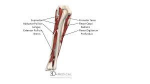 The human leg, in the general word sense, is the entire lower limb of the human body, including the foot, thigh and even the hip or gluteal region. Muscles Advanced Anatomy 2nd Ed