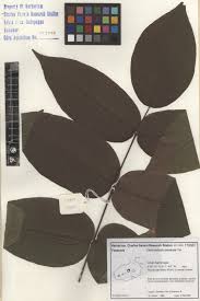 Image result for Centrolobium