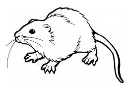 Free Printable Rat Coloring Pages For Kids Animal Coloring Pages Super Coloring Pages Coloring Pages