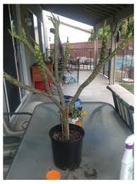 Use them in commercial designs under lifetime, perpetual & worldwide rights. Plumeria Cutting Rot Please Help Asap