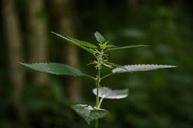 Image result for Urticaceae