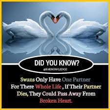 Amazing Facts About Human Animal Tech And Creatures Amazing Animal Creatures Facts In 2020 Psychology Fun Facts Facts About Humans Amazing Facts For Students