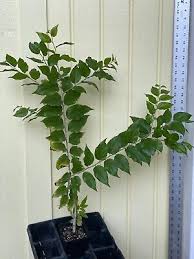 Image result for Dovyalis hispidula