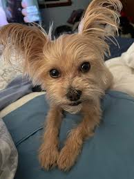 Missing dog Remi in Littleton, please help find him