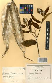 Image result for Pleioceras